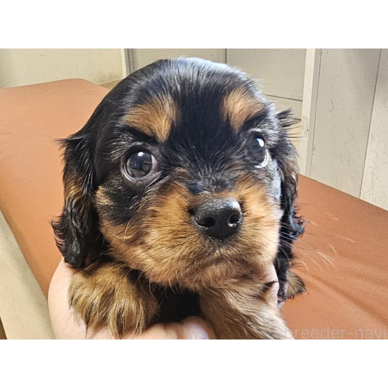 成約済の愛知県のキャバリアキングチャールズスパニエル-426579の10枚目