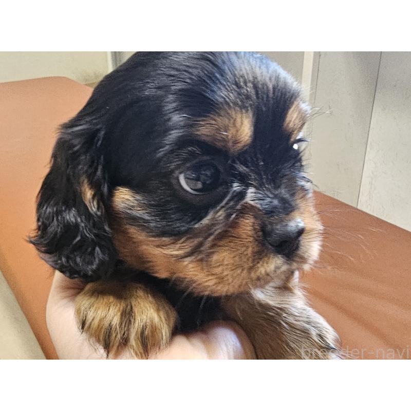 成約済の愛知県のキャバリアキングチャールズスパニエル-426579の9枚目