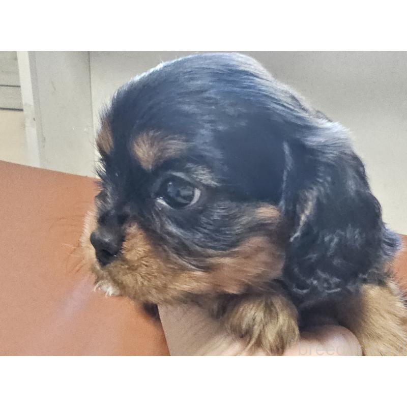 成約済の愛知県のキャバリアキングチャールズスパニエル-426579の8枚目