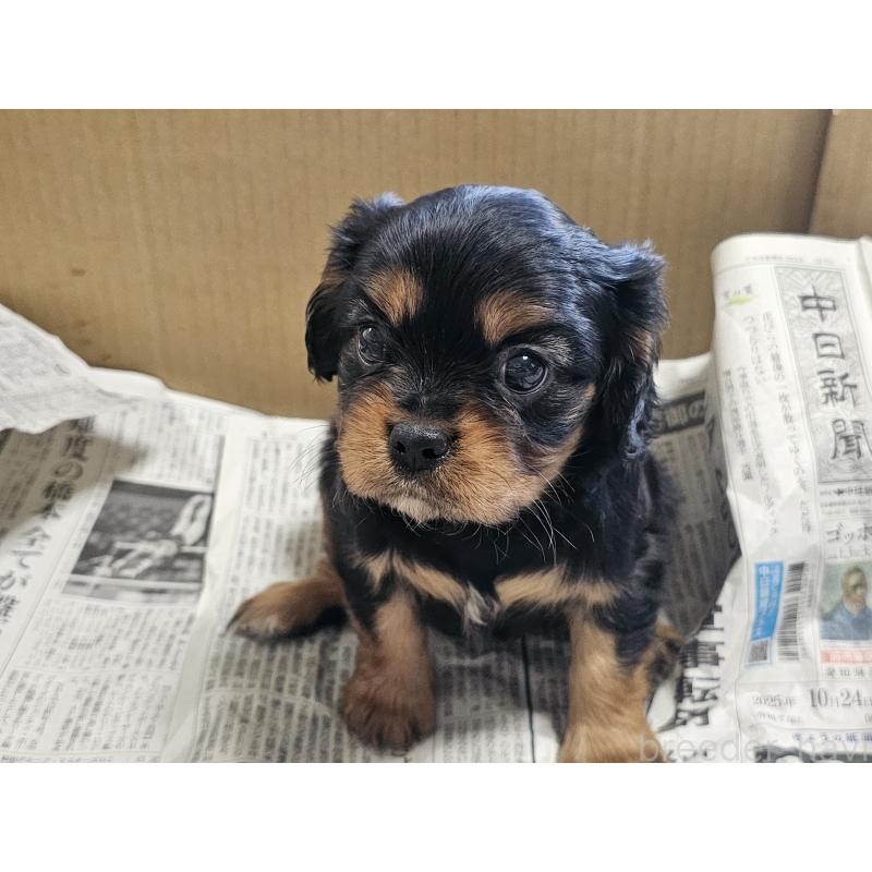 成約済の愛知県のキャバリアキングチャールズスパニエル-426579の7枚目