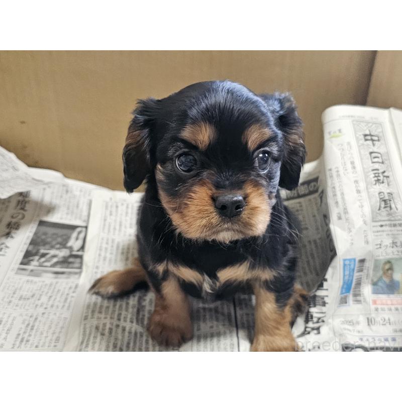 成約済の愛知県のキャバリアキングチャールズスパニエル-426579の6枚目