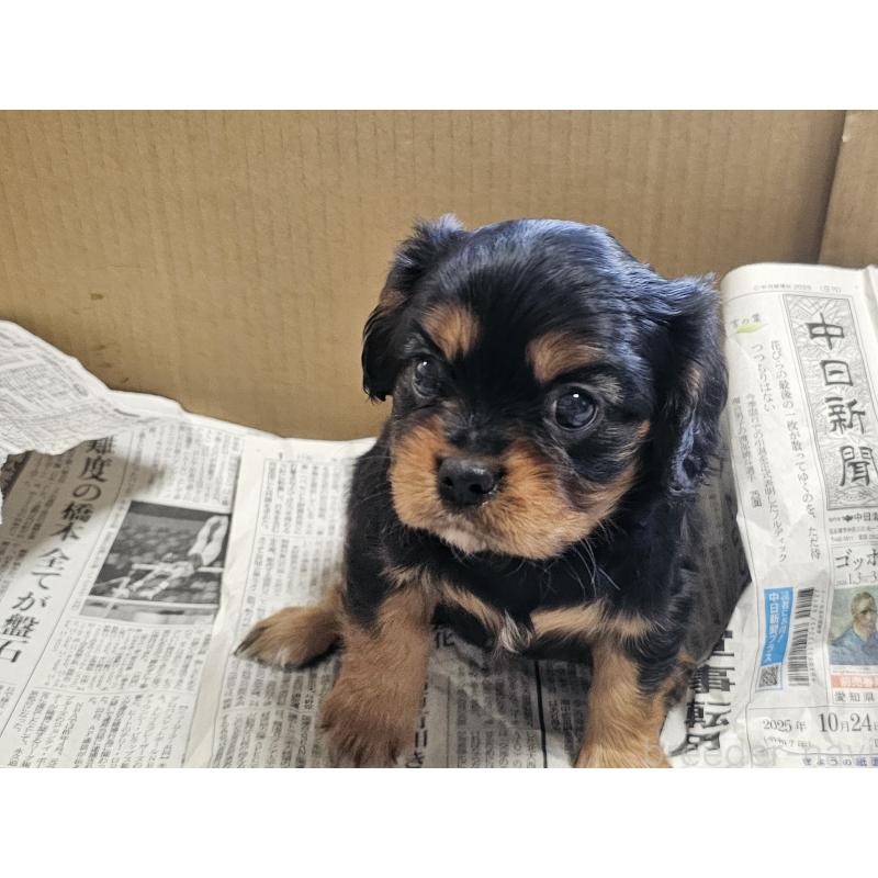 成約済の愛知県のキャバリアキングチャールズスパニエル-426579の5枚目