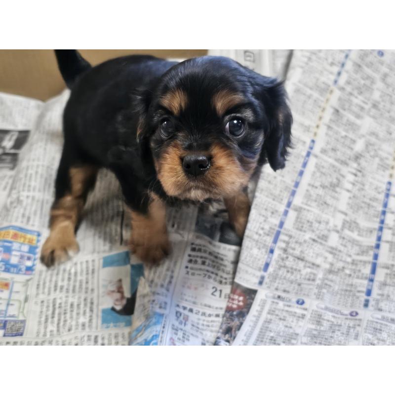 成約済の愛知県のキャバリアキングチャールズスパニエル-426579の4枚目