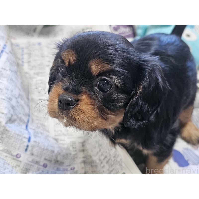 成約済の愛知県のキャバリアキングチャールズスパニエル-426579の3枚目