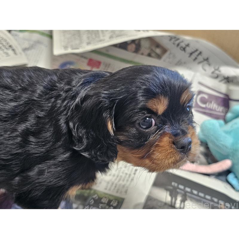 成約済の愛知県のキャバリアキングチャールズスパニエル-426579の2枚目