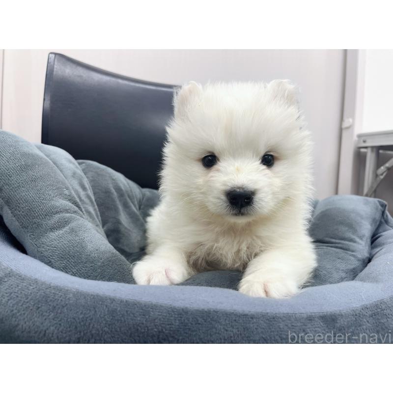 販売中の東京都のサモエド-426580の8枚目