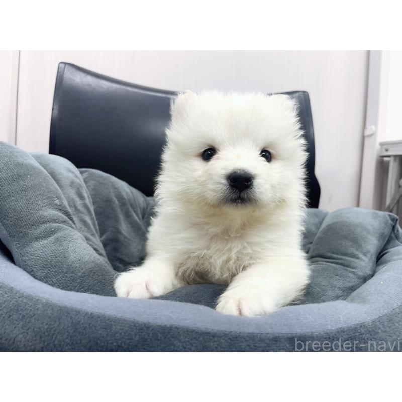 販売中の東京都のサモエド-426580の7枚目