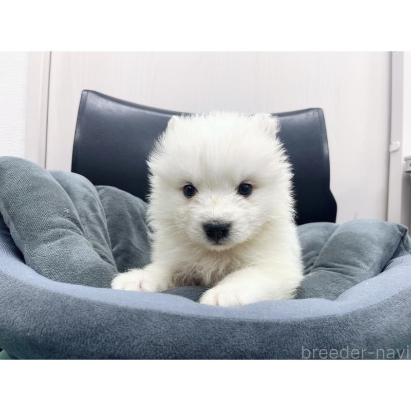 販売中の東京都のサモエド-426580の6枚目