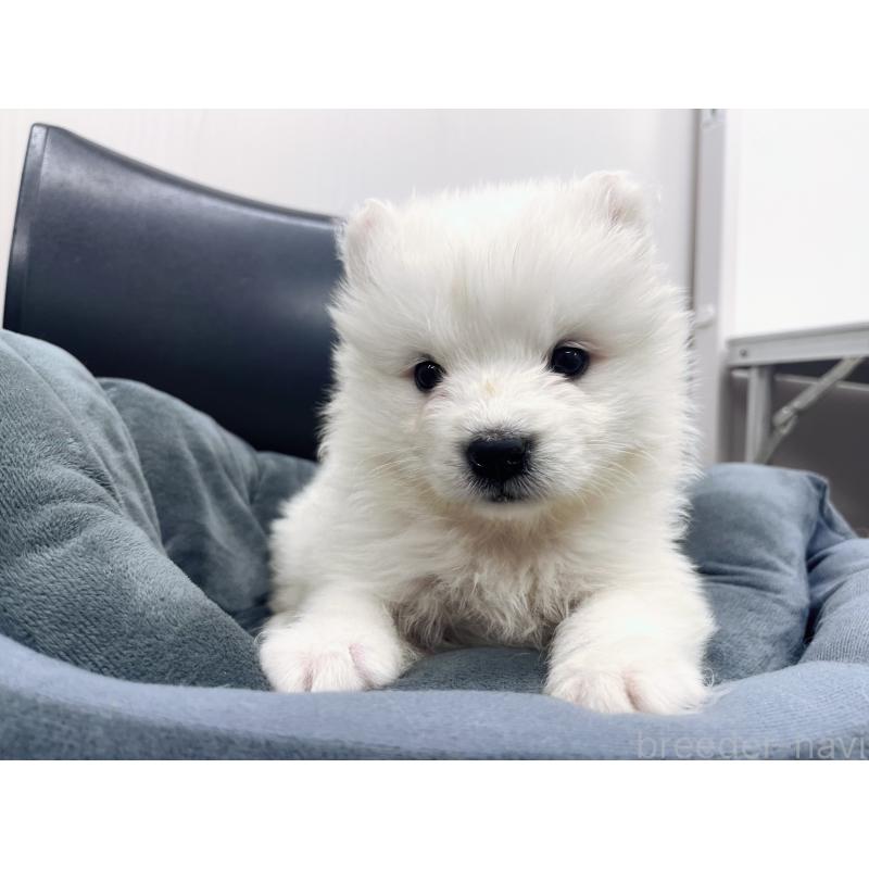 販売中の東京都のサモエド-426580の5枚目