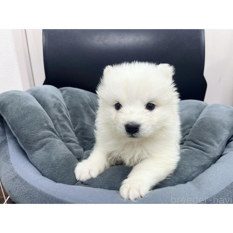 販売中の東京都のサモエド-426580の4枚目