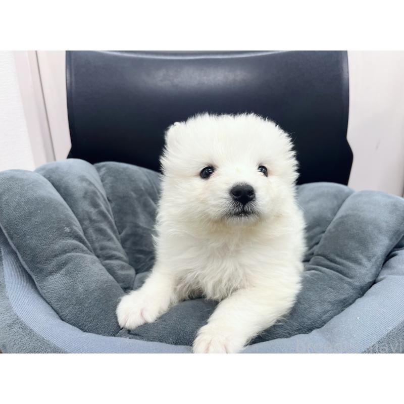 販売中の東京都のサモエド-426580の3枚目