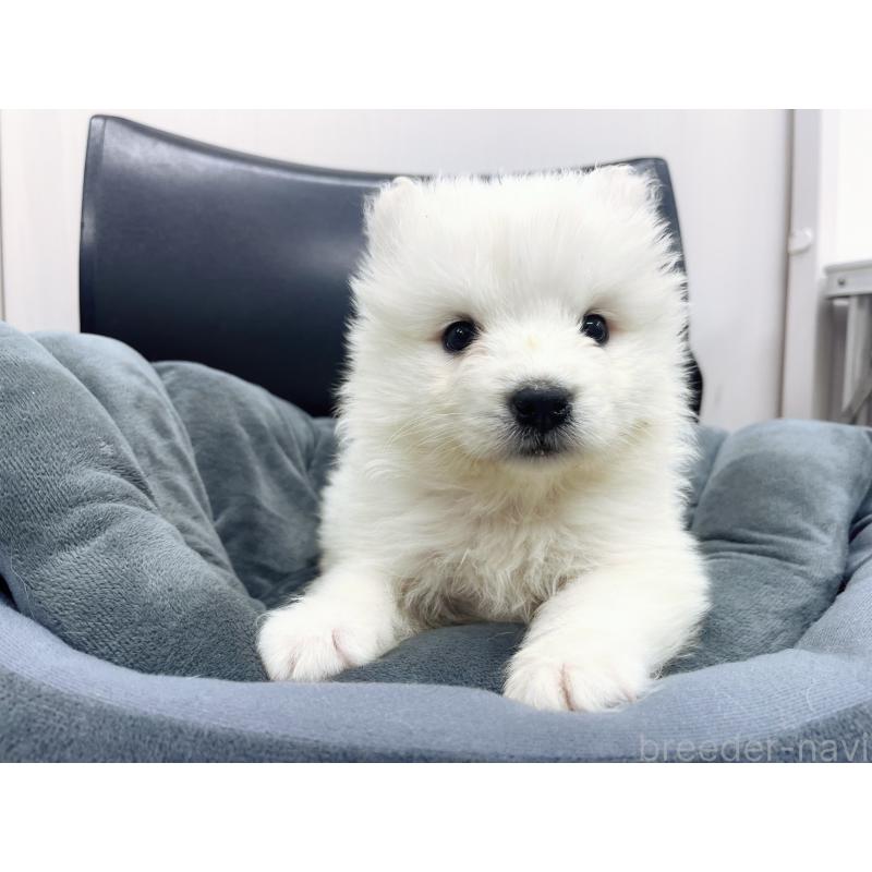 販売中の東京都のサモエド-426580の2枚目