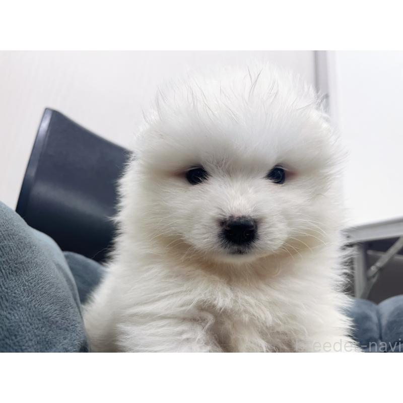 販売中の東京都のサモエド-426582