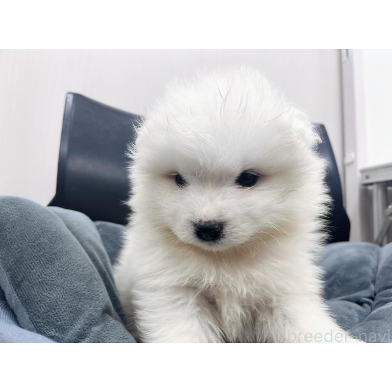 販売中の東京都のサモエド-426582の7枚目