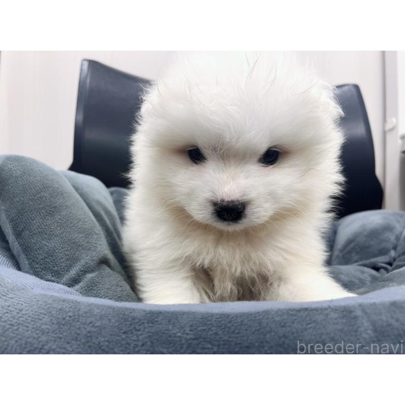 販売中の東京都のサモエド-426582の6枚目