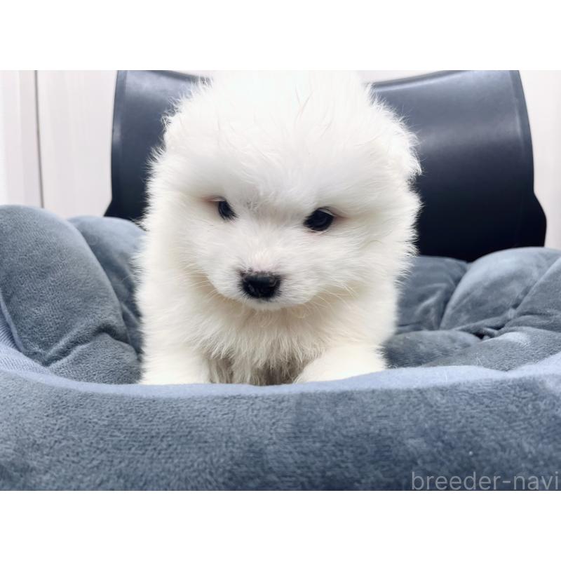 販売中の東京都のサモエド-426582の5枚目