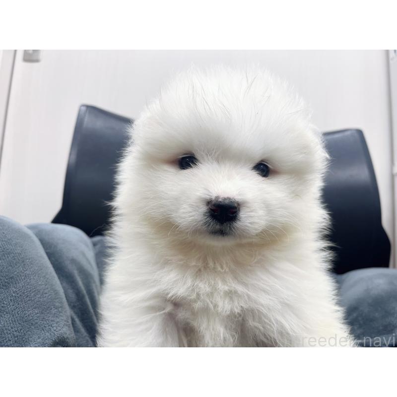 販売中の東京都のサモエド-426582の4枚目