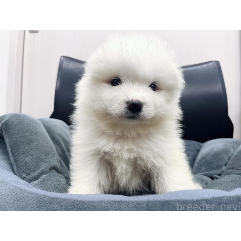 販売中の東京都のサモエド-426582の3枚目