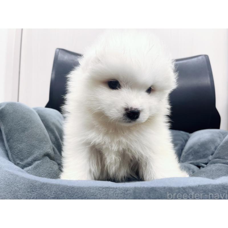 販売中の東京都のサモエド-426582の2枚目