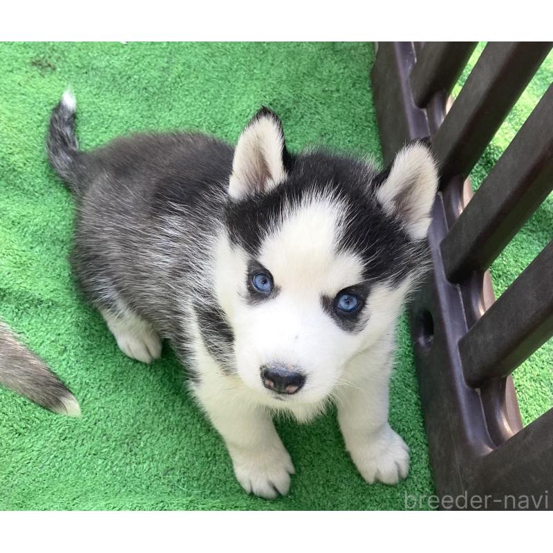 販売中の静岡県のシベリアンハスキー-425190の9枚目