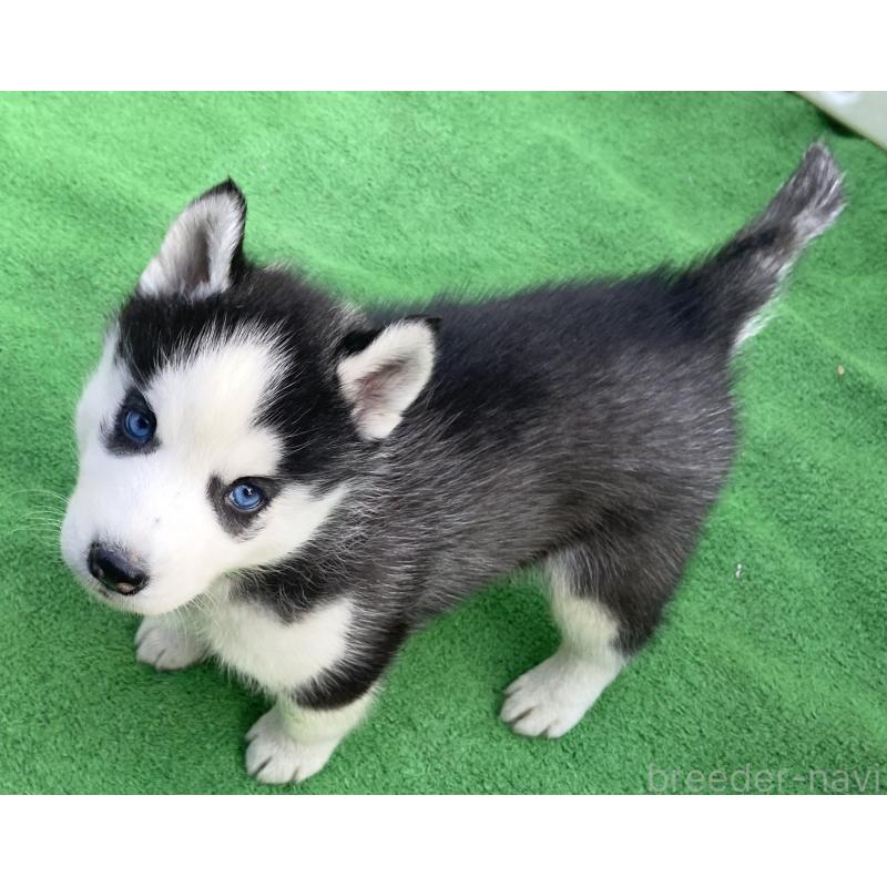 販売中の静岡県のシベリアンハスキー-425190の8枚目