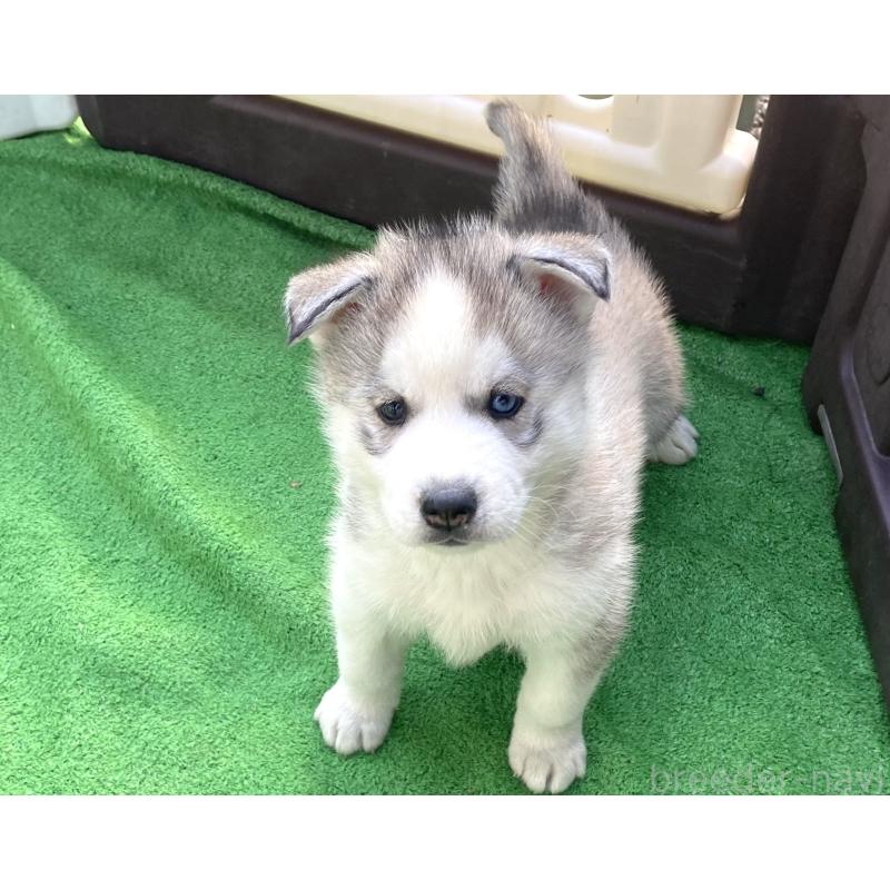 販売中の静岡県のシベリアンハスキー-425189の11枚目