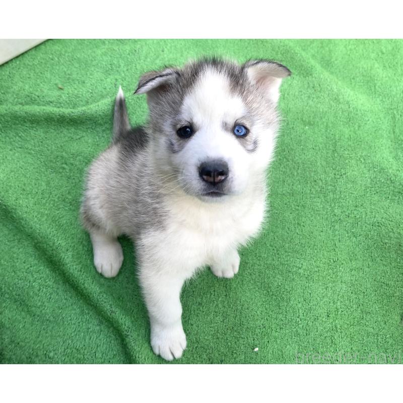 販売中の静岡県のシベリアンハスキー-425189