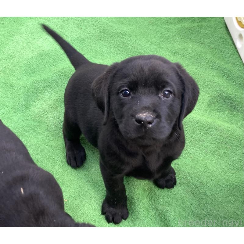 販売中の静岡県のラブラドールレトリーバー-422297の8枚目