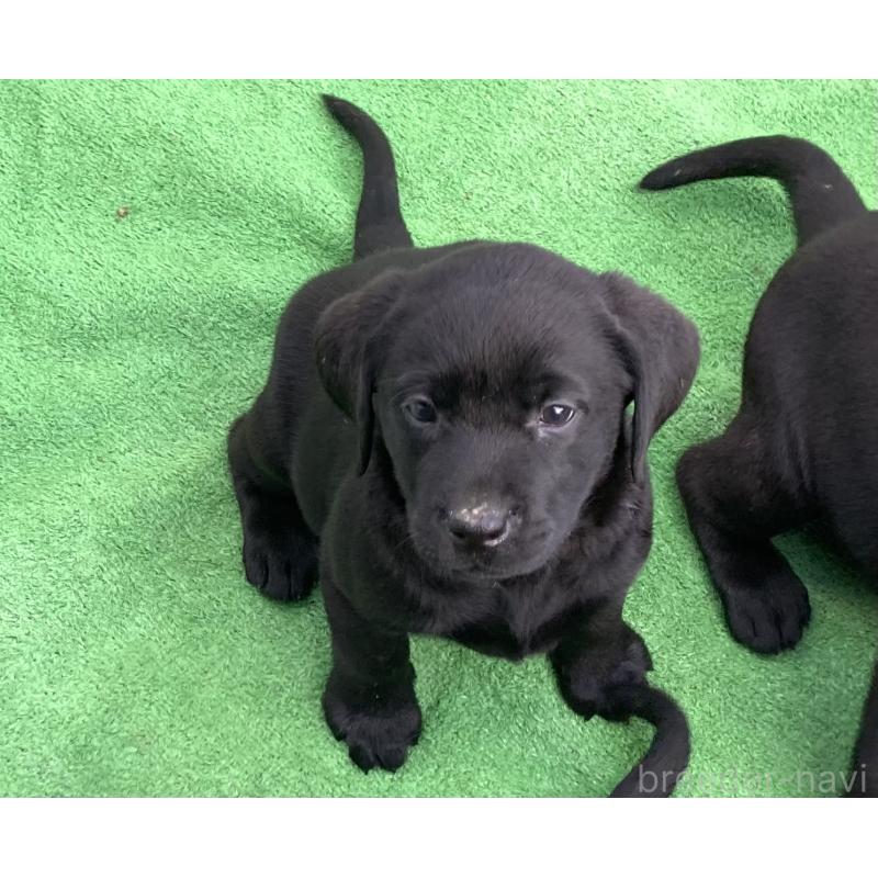 販売中の静岡県のラブラドールレトリーバー-422297の7枚目