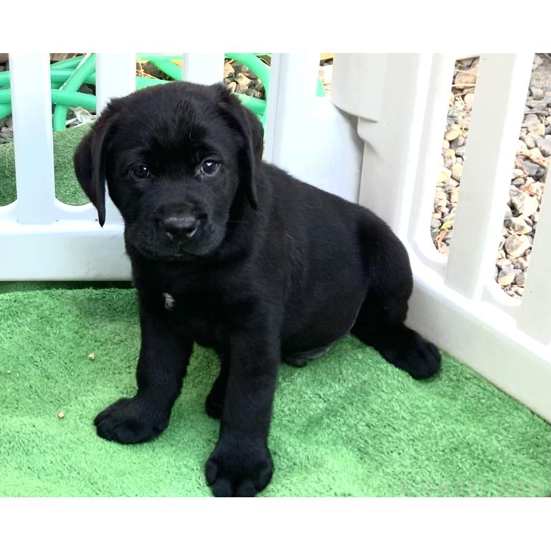 販売中の静岡県のラブラドールレトリーバー-422298の9枚目