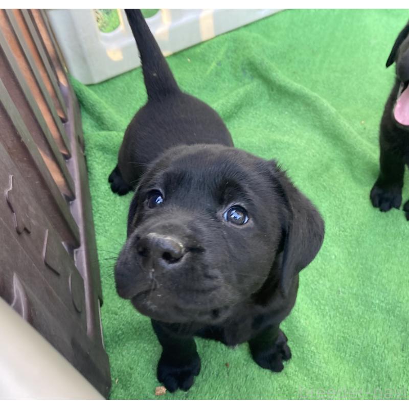 販売中の静岡県のラブラドールレトリーバー-422298