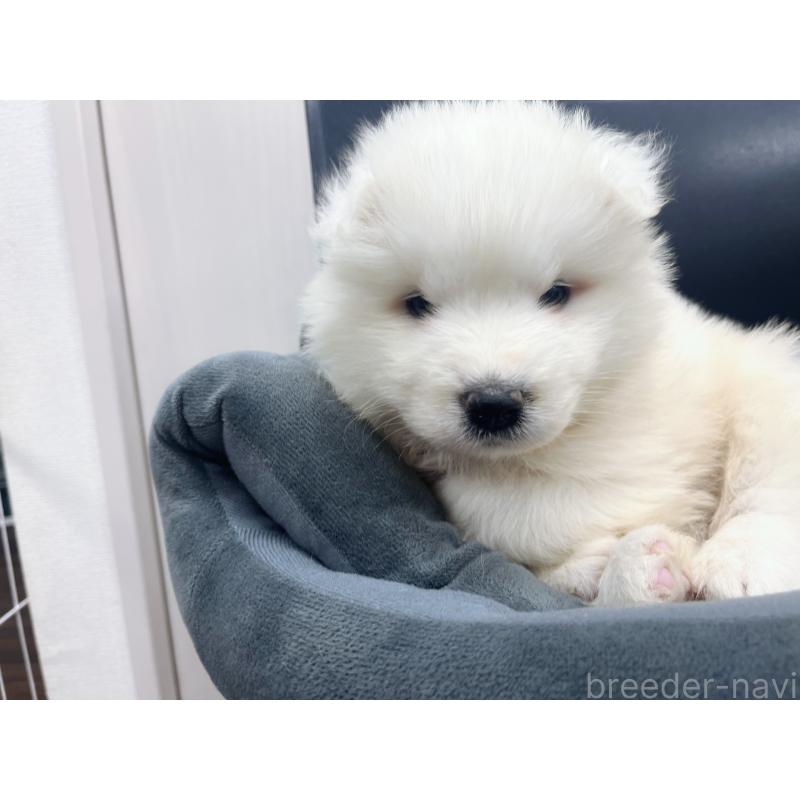 販売中の東京都のサモエド-426585