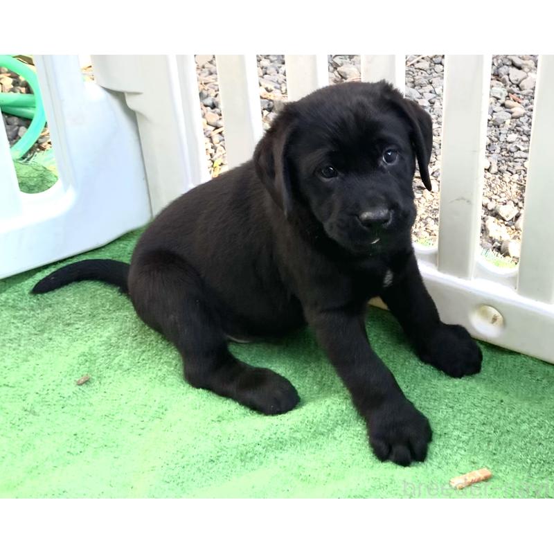 販売中の静岡県のラブラドールレトリーバー-422298の7枚目