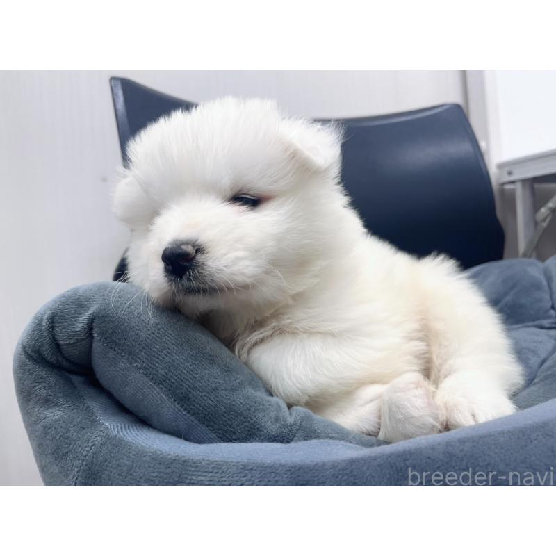 販売中の東京都のサモエド-426585の8枚目