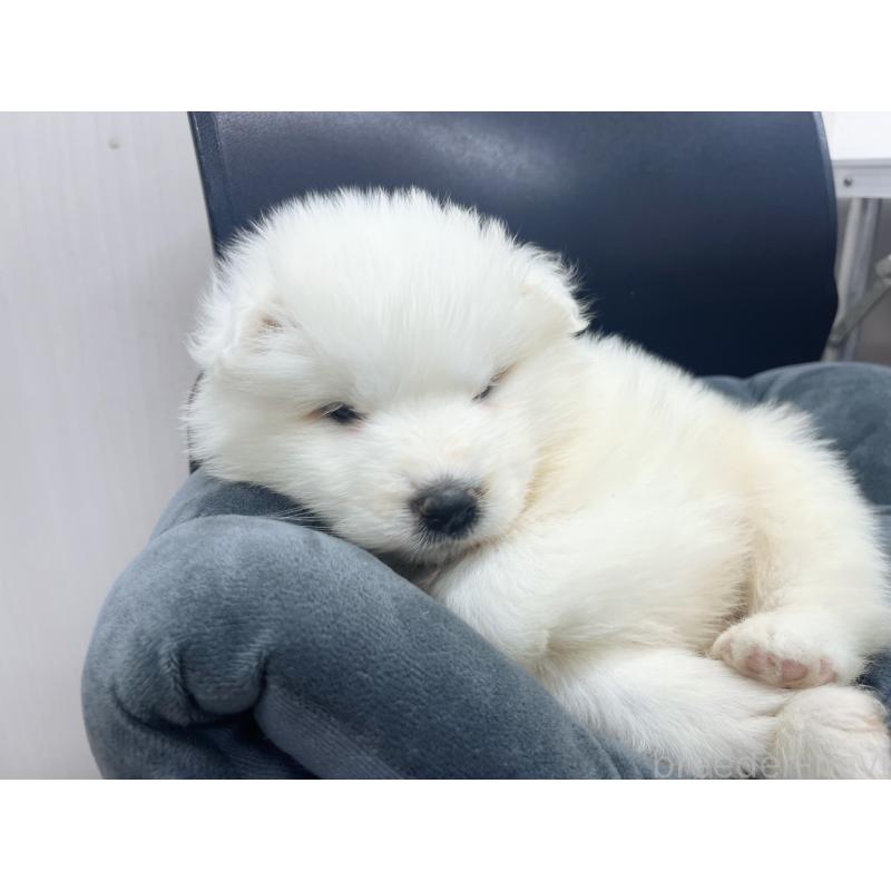 販売中の東京都のサモエド-426585の7枚目