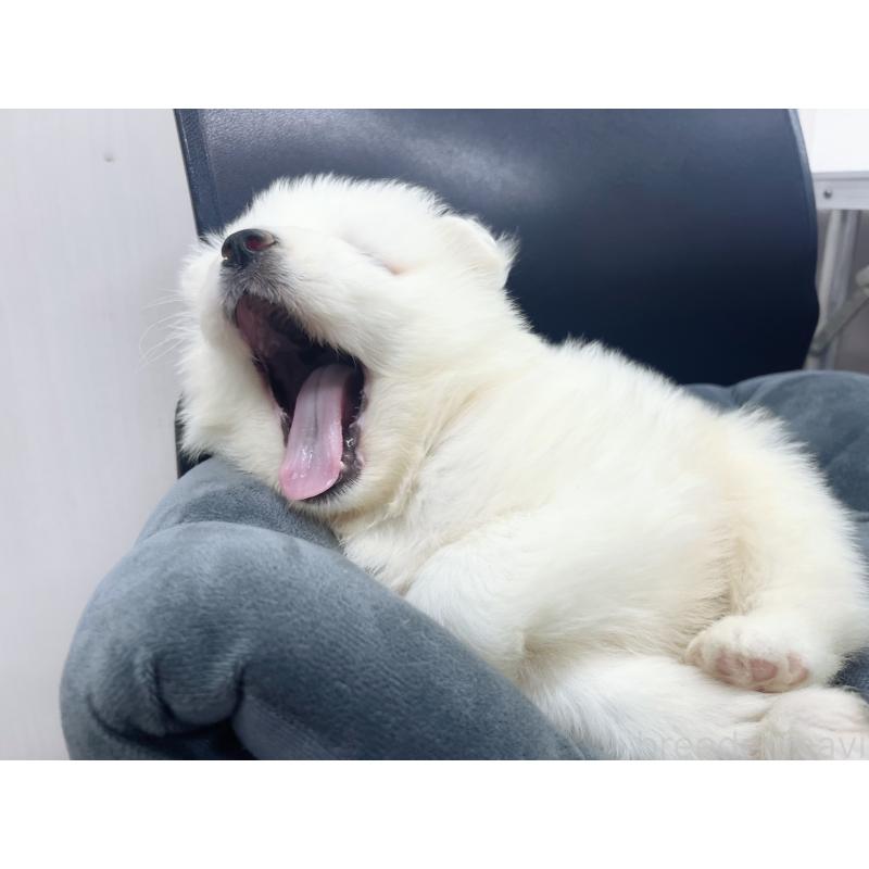 販売中の東京都のサモエド-426585の6枚目