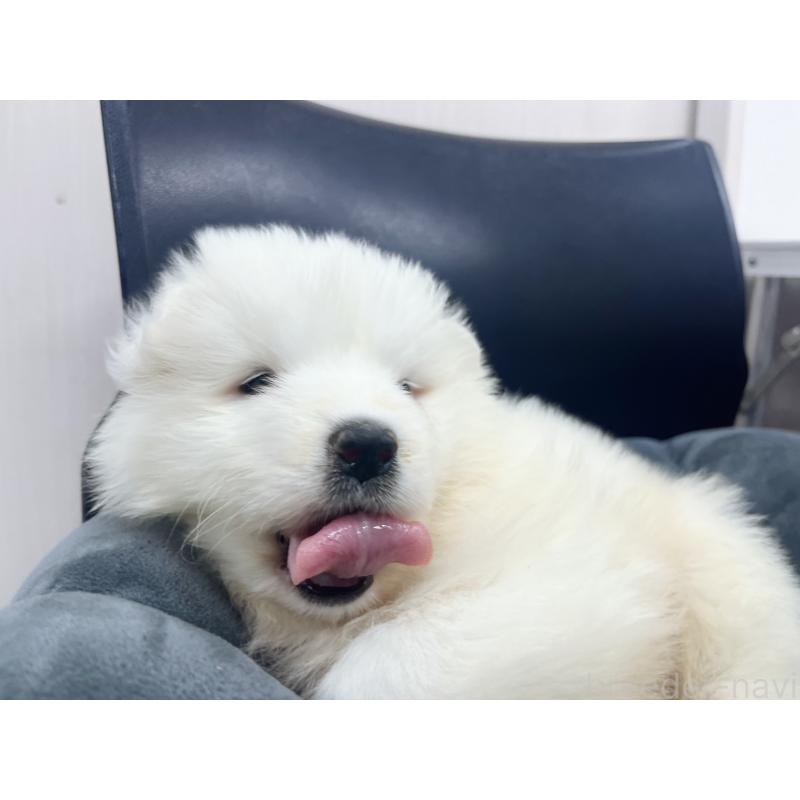 販売中の東京都のサモエド-426585の5枚目