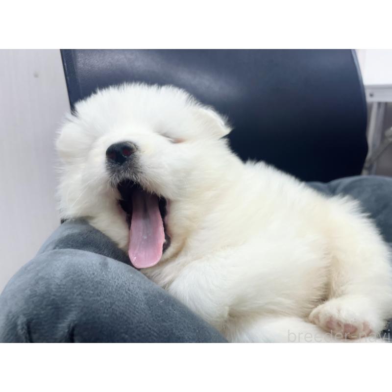 販売中の東京都のサモエド-426585の4枚目