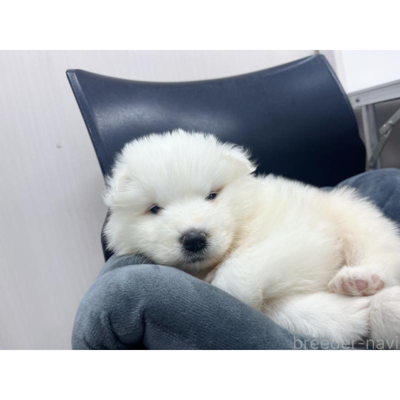 販売中の東京都のサモエド-426585の3枚目