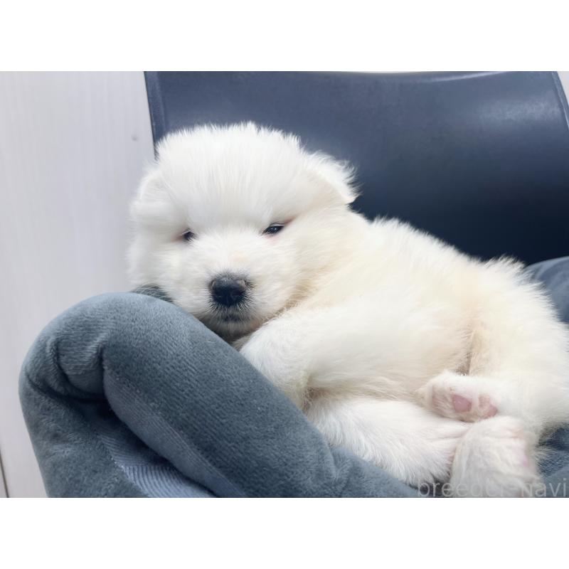 販売中の東京都のサモエド-426585の2枚目