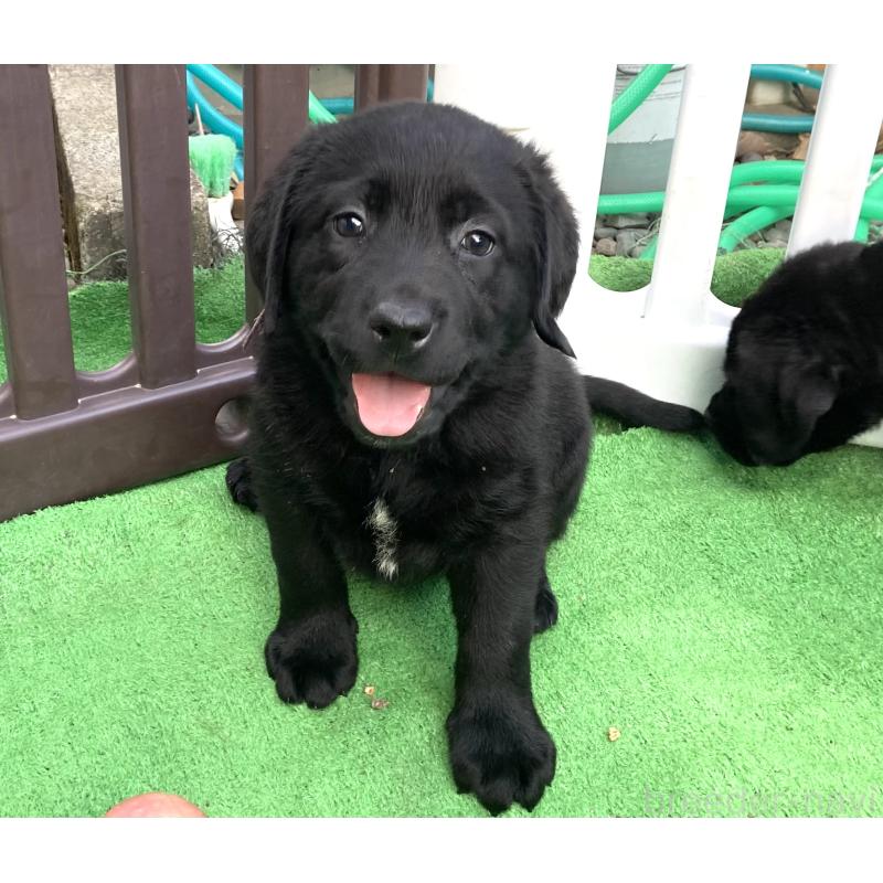 成約済の静岡県のラブラドールレトリーバー-422300の19枚目