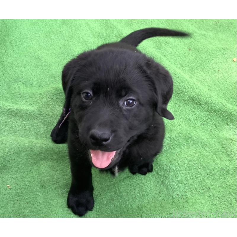 成約済の静岡県のラブラドールレトリーバー-422300の18枚目