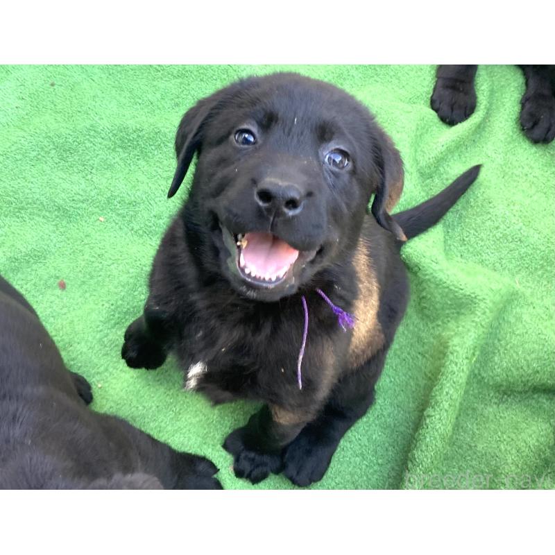 販売中の静岡県のラブラドールレトリーバー-422300