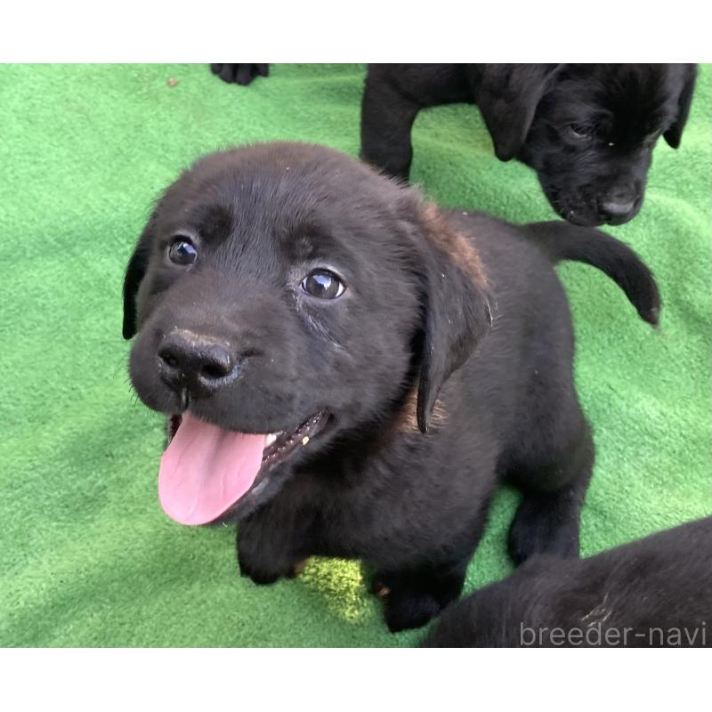 販売中の静岡県のラブラドールレトリーバー-422302