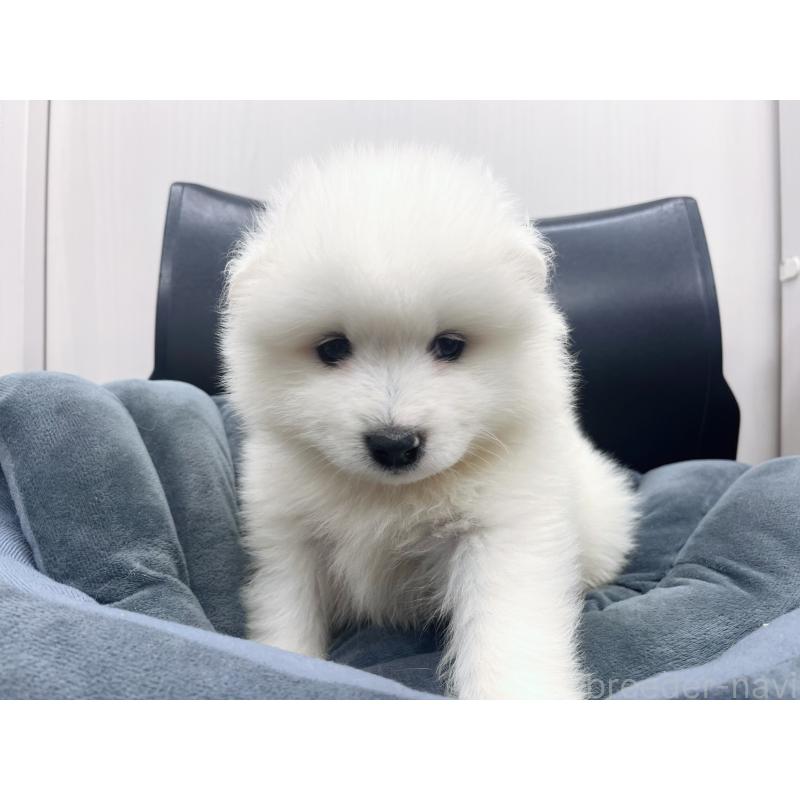 販売中の東京都のサモエド-426586の8枚目