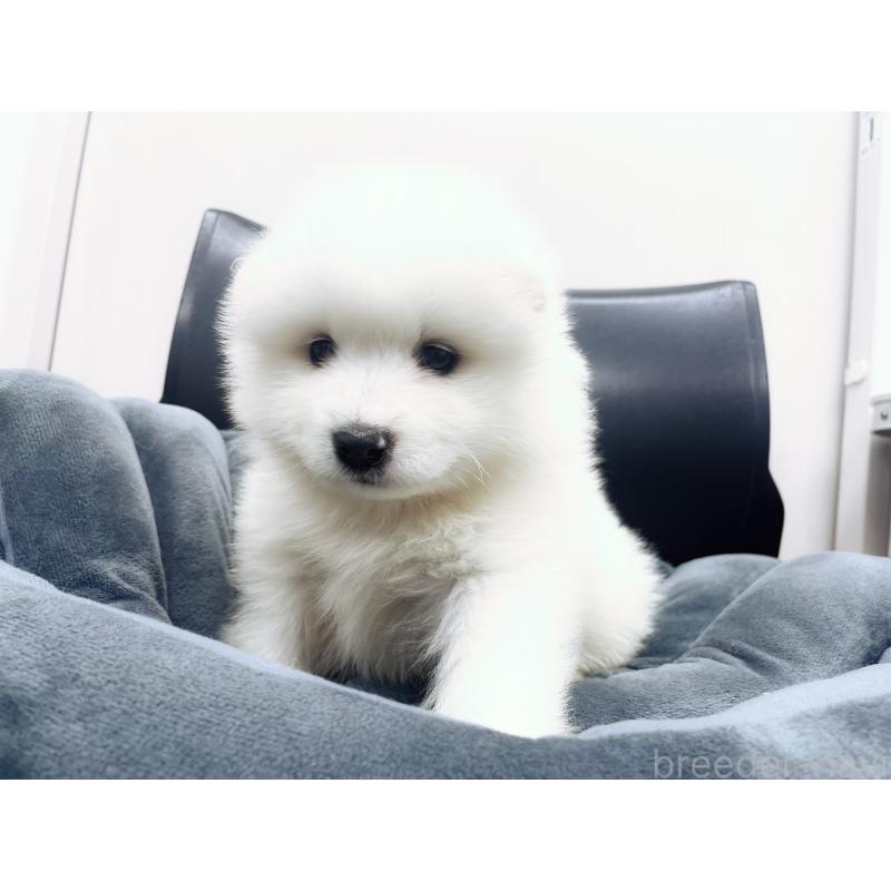 販売中の東京都のサモエド-426586の7枚目