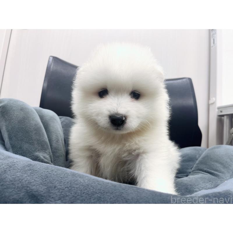 販売中の東京都のサモエド-426586の6枚目