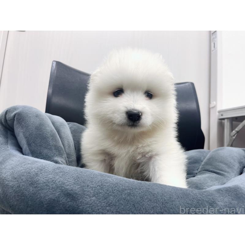 販売中の東京都のサモエド-426586の5枚目