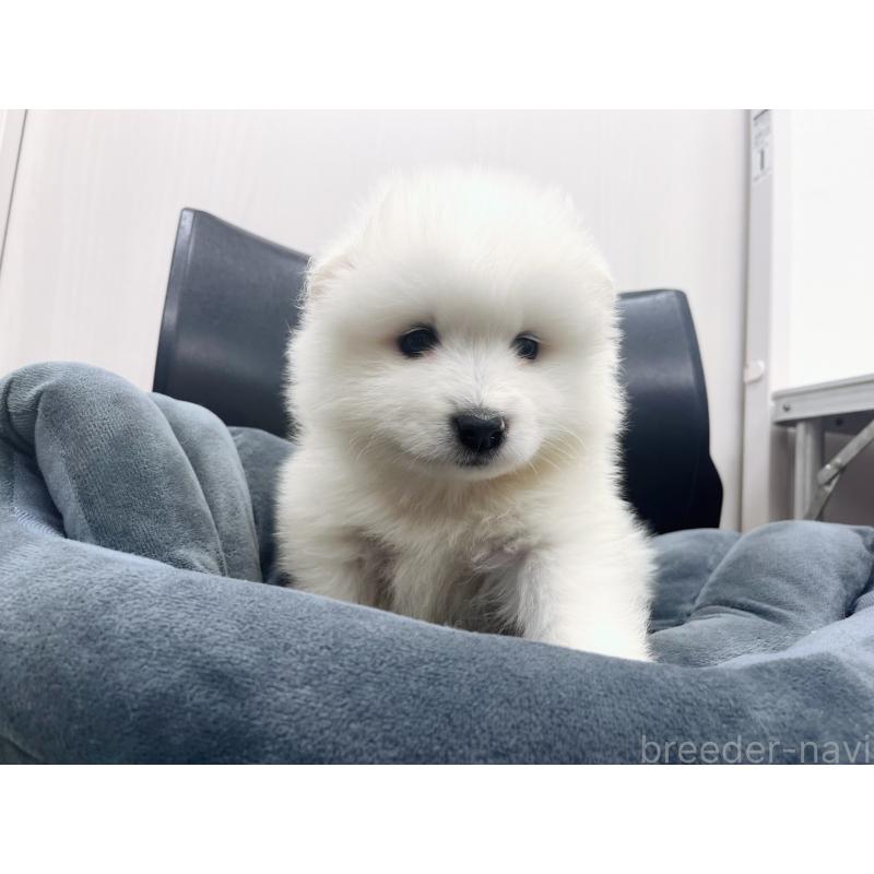 販売中の東京都のサモエド-426586の4枚目