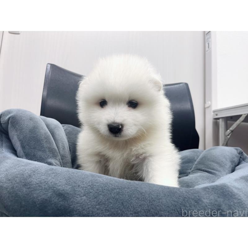 販売中の東京都のサモエド-426586の3枚目